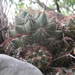 Coryphantha nickelsiae - Photo (c) Jesús Alejandro Salazar Ortiz, todos os direitos reservados, uploaded by Jesús Alejandro Salazar Ortiz