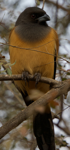 Rufous Treepie
