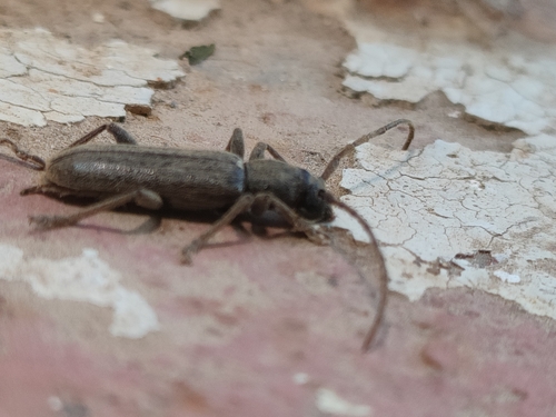Anelaphus piceus