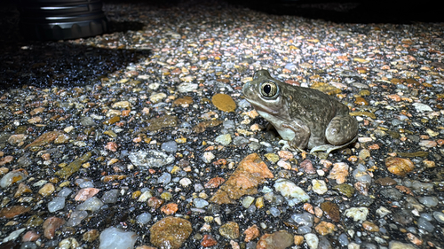 Plains Spadefoot