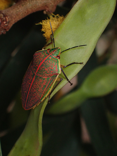 koa bug | Native Nature