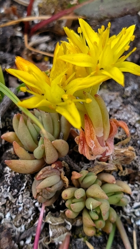 Lanceleaf Stonecrop