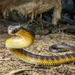 Tiger Snake - Photo (c) Adam Brice, all rights reserved, uploaded by Adam Brice