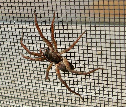 Georgia Wolf Spider
