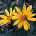 Pale-leaved Woodland Sunflower - Photo (c) Brooke Medlin, all rights reserved, uploaded by Brooke Medlin