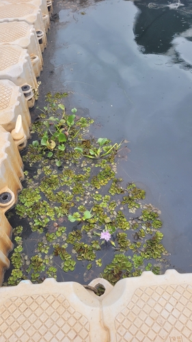 common water hyacinth