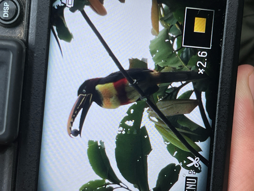 Chestnut-eared Aracari