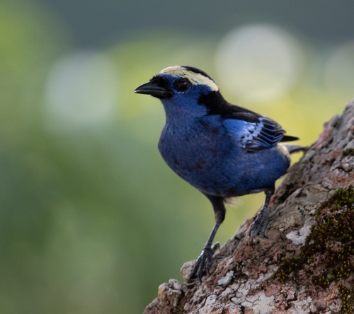 Opal-crowned Tanager