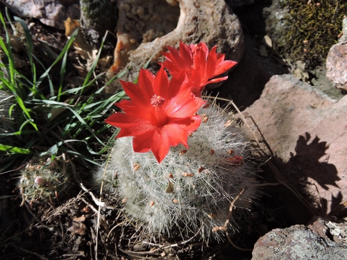 Mammillaria senilis