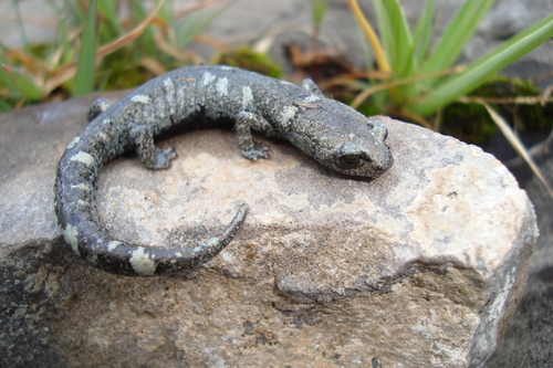Galeana False Brook Salamander
