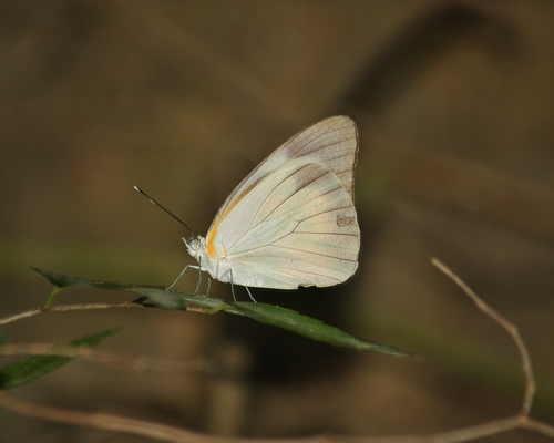 Florida White