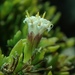 Laphamia bisetosa bisetosa - Photo (c) california_naturalist, todos os direitos reservados, uploaded by california_naturalist