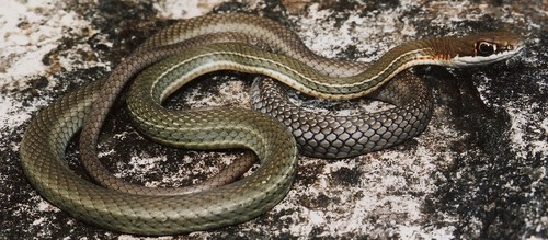 Schott's Whipsnake