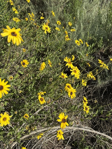 iNaturalist observation photo of California brittlebush