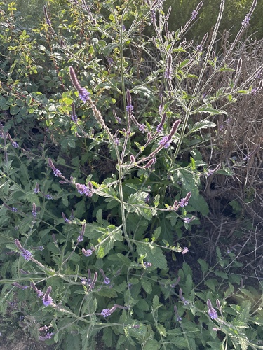 iNaturalist observation photo of western vervain