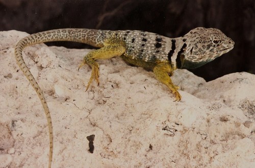 Eastern Collared Lizard
