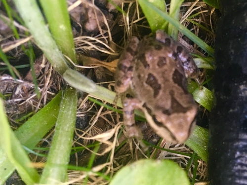 iNaturalist observation photo of Pacific chorus frog