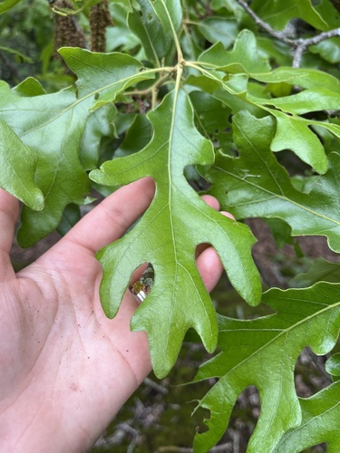 Fernow's oak