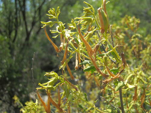 emorybush (Emorya suaveolens)