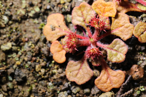 Chorizanthe breweri S.Watson