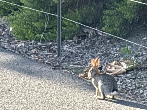 iNaturalist observation photo of Desert Cottontail