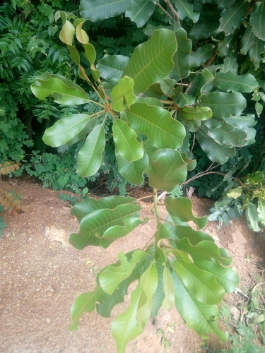 Shea Tree