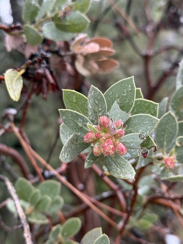 iNaturalist observation photo of bearberries and manzanitas