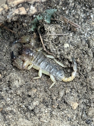 iNaturalist observation photo of California Swollenstinger Scorpion