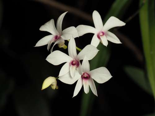 Dicuphum Orchid