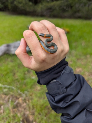 iNaturalist observation photo of Ring-necked Snake