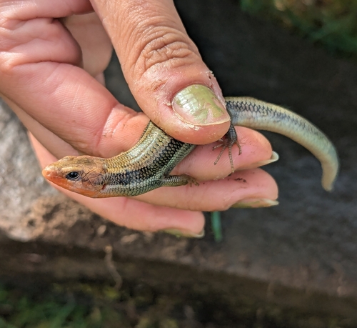 iNaturalist observation photo of Western Skink