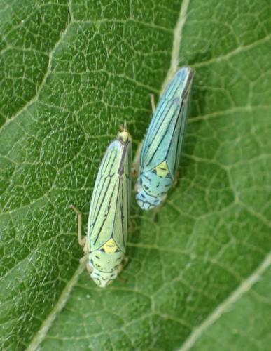 Blue-green Sharpshooter