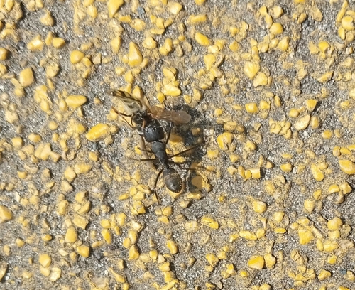 Japanese Carpenter Ant