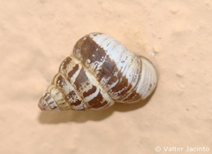 Cochlicella conoidea image
