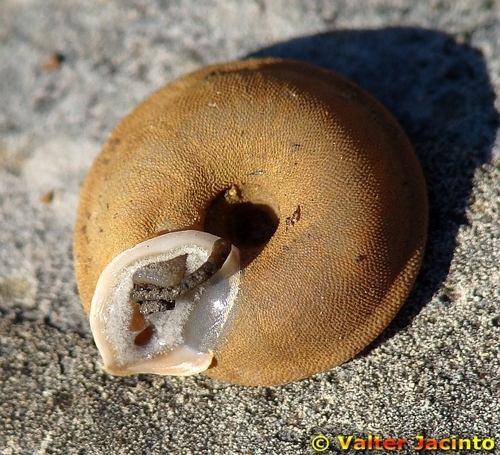 Gittenbergeria turriplana