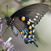 Mariposas Cola de Golondrina Azul - Photo (c) bpenati, todos los derechos reservados
