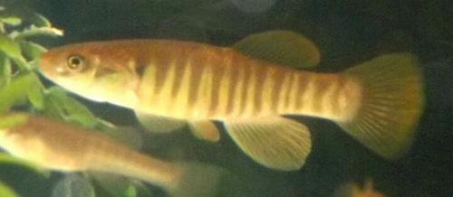 Northern Plains Killifish