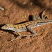 Spotted Sand Dragon - Photo (c) williamdomenge9, all rights reserved, uploaded by williamdomenge9