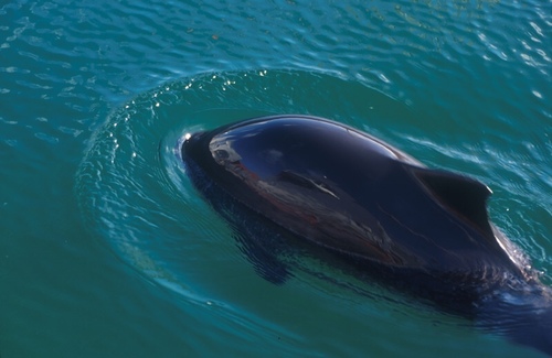 Harbour Porpoise