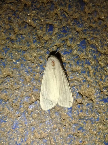 Fall Webworm Moth