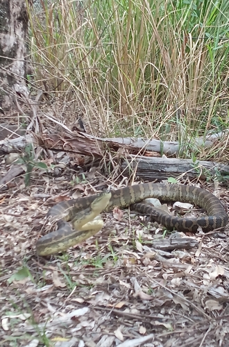 Coastal Carpet Python sighting