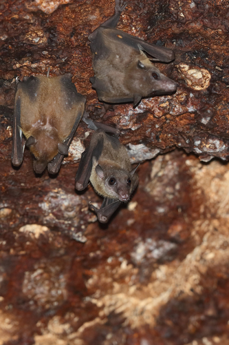 Lesser Dawn Bat