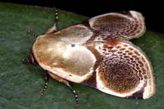 Cymatophoropsis heurippa image