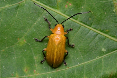 Doryxenoides