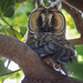 Canary Islands Long-eared Owl - Photo (c) Marcos Martino, all rights reserved, uploaded by Marcos Martino