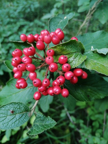 Sodinis putinas nuotrauka