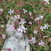 Valais Catchfly - Photo (c) naturalist, all rights reserved, uploaded by naturalist