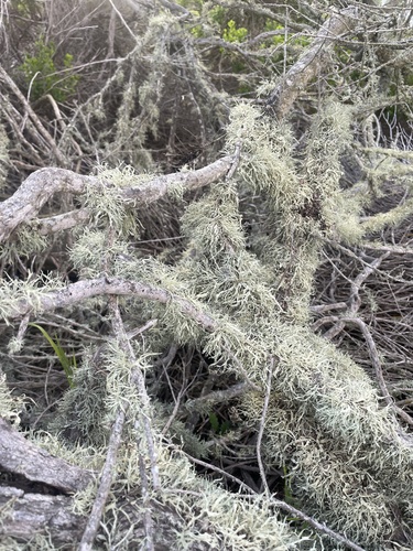 iNaturalist observation photo of bushy lichens, sea-fog lichens, and allies