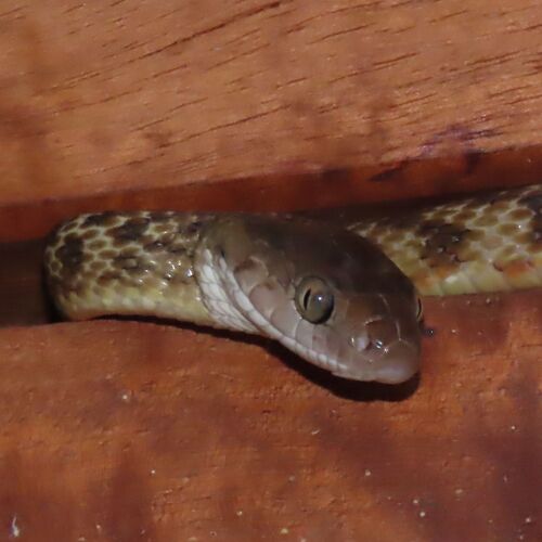 Brown Tree Snake sighting