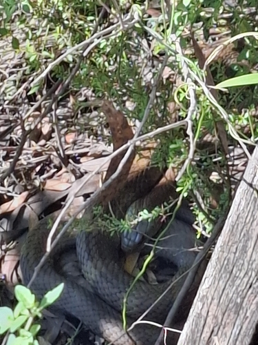 Eastern Brown Snake sighting